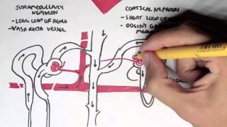 Nephrology  Kidney and Nephron Overview [upl. by Enel]