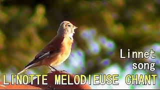 LINOTTE MELODIEUSE chant  Linnet singing [upl. by Jerome]