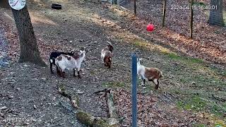 240415 Goldys Farm Closeup Horned Goats amp Trees YT 16371644 [upl. by Aynot]