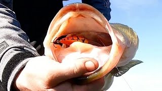 Smashing bass at Guntersville lake early February 2024 [upl. by Eusassilem762]