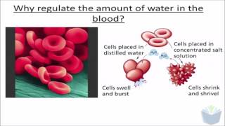 Homeostasis 5  ADH ALevel Biology [upl. by Harwin]