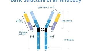 Antibody purification Methods [upl. by Hsilgne690]