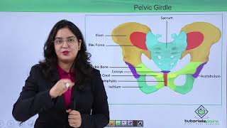 Class10th – Pelvic girdle  Locomotion and Movement Hindi  Tutorials Point [upl. by Otokam582]