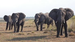 Elephants visited our tent [upl. by Tarton]