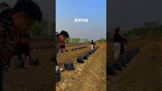 Highefficiency pueraria lobata planting method cutting rooting ridge planting high survival rate [upl. by Nickolas93]