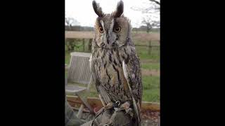 Long Eared Owl Bird Call [upl. by Gosney]