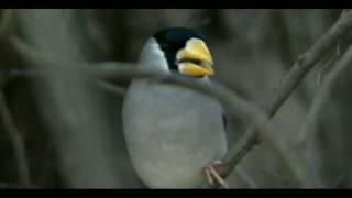 イカルの採食Japanese Grosbeaks feeding [upl. by Ramel]