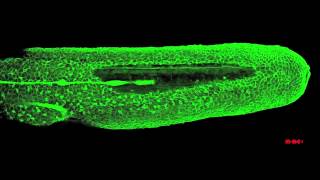 Zebrafish lateral line migration [upl. by Kelwunn177]