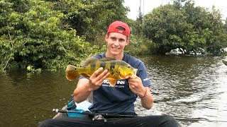 Baitcasting for Peacock Bass Amazonas Peru Pescar Tucunaré Perú [upl. by Eidroj]