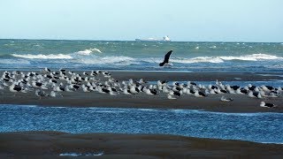 BRUIT des VAGUES CHANTS dOISEAUX MUSIQUE DOUCE RELAXATION 1 h [upl. by Egief]