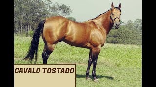 Cavalo Tostado  Porca Véia [upl. by Einahpehs]