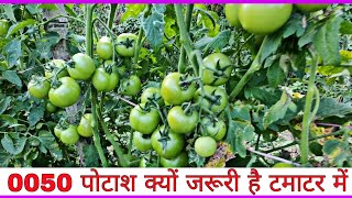 00 50  Potash Fertilizer Ka Tamatar Me Kitni Jrurat Hai Or Kab Kab kare Tamatar  Praveen Thakur [upl. by Allehs107]