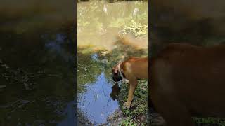 Clyde the Boerboel vs Lucy the Boxer Whos the Fastest Creek Runner [upl. by Eyt]