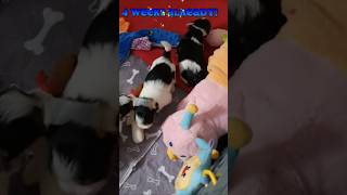 Cuteness Overload Tiny Biewer Terrier Puppies At 4 Weeks Old biewerterrier shorts [upl. by Eilegna]