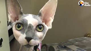 Rescued Hairless Cat Works At Her Moms Vet Clinic  The Dodo [upl. by Euell429]