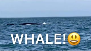 WhaleSighting off the coast of South Africa whalewatching [upl. by Ecienal730]