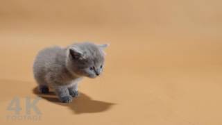 British Shorthair kitten meowing 5 weeks old  NO MUSIC  4K [upl. by Lizbeth726]