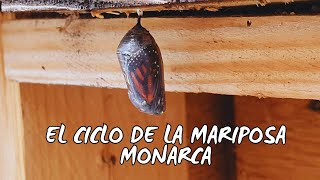 El ciclo completo de la MARIPOSA MONARCA 🦋💚 [upl. by Fabiolas]