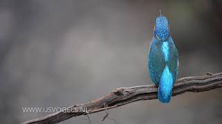 IJsvogel geluid  Kingfisher sound [upl. by Lotsirk492]