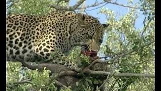 Leopards Tenacious Quest for Monkey Feast [upl. by Ardaed]