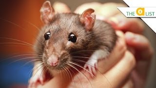 5 Fascinating Facts About Rats [upl. by Rosemaria]