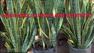 SANSEVIERIA la planta más resistente a los cambios climáticos natural plantas flores Espada de S [upl. by Assirat570]