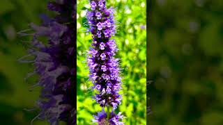 Anise hyssop attracts the Panda Bears of Pollinators garden flowers nature gardenflowers [upl. by Windham580]