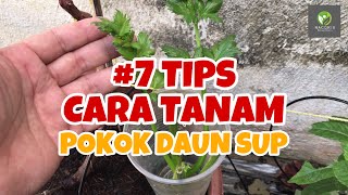 7 TIPS CARA TANAM POKOK DAUN SUP GUNA ANAK POKOK amp ELAK BUSUK [upl. by Arlen]