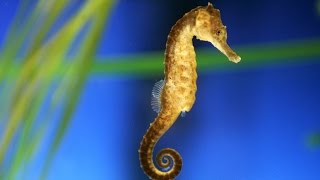 Seahorses [upl. by Barny370]