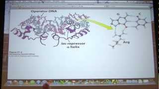 49 Biochemistry Translation IIIGene Expression I Lecture for Kevin Aherns BB 451551 [upl. by Gerhan986]