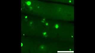 Plant Physiology  Establishment of monitoring methods for autophagy in rice reveals autophagic [upl. by Inatsed227]