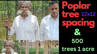 Poplar tree spacing and how many plants 1 acre [upl. by Lenroc]