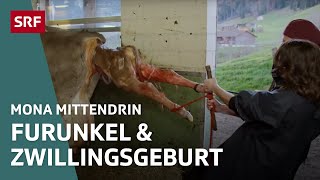 Beim Tierarzt in Appenzell – Von grossen und kleinen Tieren  Mona mittendrin 2021  SRF Dok [upl. by Trinia69]