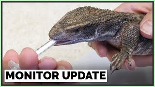 Savannah Monitor Update  Parasites Pests amp Poop [upl. by Remark]