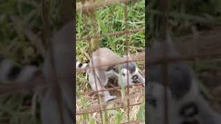 lemurs playing around lemurs animal animals toronto trending viral shortsviral vlog [upl. by Unders]