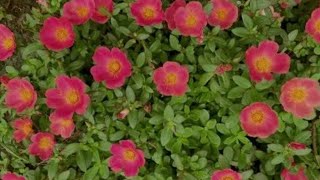 how to plant purslane plant  purslane के पौधे को कैसे लगाए सही तरीके से [upl. by Ahsieyn]