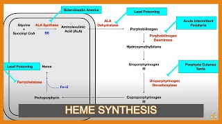 Heme Synthesis Pathway and Associated Diseases [upl. by Refeinnej]