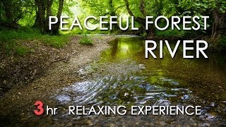 Relaxing River Sounds  Peaceful Forest River  3 Hours Long  HD 1080p  Nature Video [upl. by Assille27]