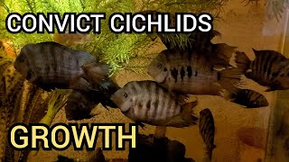 Convict Cichlid Tank Transformation After 1 year [upl. by Ogaitnas]