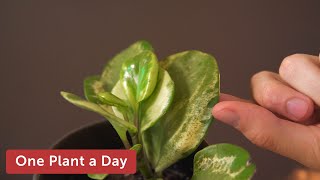 Peperomia obtusifolia Variegata Baby Rubber Plant Houseplant Care — 17 of 365 [upl. by Nelly]