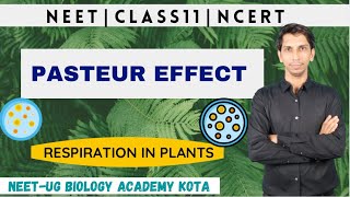 Pasteur Effect  Respiration in Plants  Plant Physiology  NCERT Biology Class11 Chapter14  NEET [upl. by Atinna]