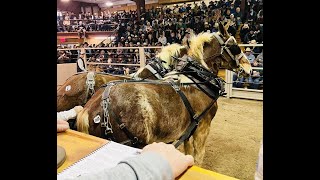 Kalona February Workhorse Sale 2022  Kalona Sales Barn  Kalona Iowa [upl. by Vashti830]