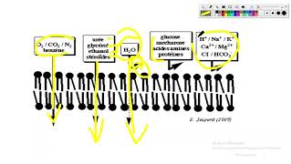 Cytologieبالعربية 3 La Membrane Plasmique  Part 7 Le Transport Membranaire Passif [upl. by Eidnak]