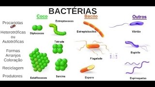 Aula 03 Microbiologia  Bactérias [upl. by Cj]