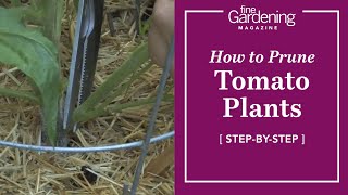 Garden Tips  How to Prune Tomato Plants [upl. by Ingvar539]