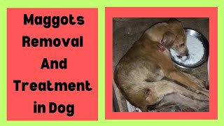 Maggots removal and treatment in dog  डॉग में कीड़ों का इलाज dogs animals animalwelfare [upl. by Nitsreik]