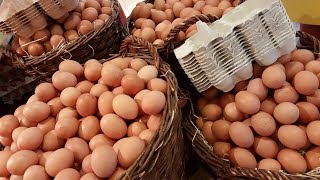 Egg Production in Black Australorps Chickens [upl. by Suzie836]