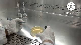 How to perform bioassay  bioassay of Amikacin  basic procedure and principle of bioassay [upl. by Hyland853]