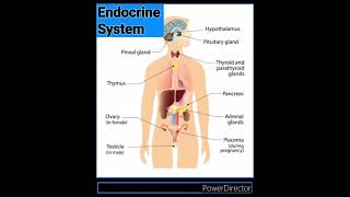 Endocrine system1insight biolgy neet [upl. by Dahl814]