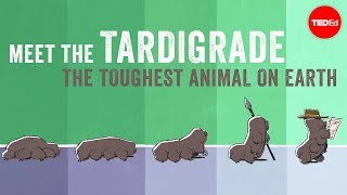 THE MUTE GODS  Tardigrades Will Inherit The Earth QampA Part3 [upl. by Westerfield]